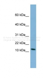 ARP46412_P050 - Peptide YY / PYY