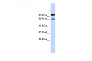 ARP46489_P050 - LARGE