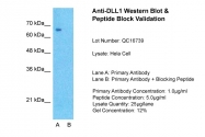 ARP46625_P050 - Delta-like protein 1