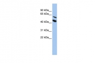 ARP46760_P050 - MMP-24