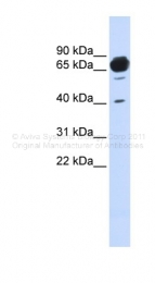 ARP46766_P050 - MAN1A2