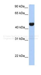 ARP46812_P050 - Reticulon-4 / RTN4