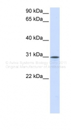 ARP46898_P050 - Neuroplastin / SDFR1