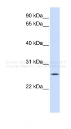 ARP46969_P050 - UNC50