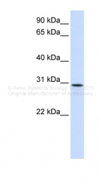 ARP47062_P050 - KIAA0247