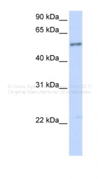 ARP47229_P050 - IL1RL1 / ST2