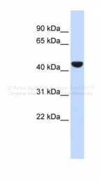 ARP47464_P050 - Cytokeratin 19