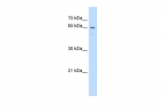 ARP47546_P050 - UNCX