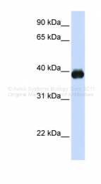 ARP47760_P050 - MAFA