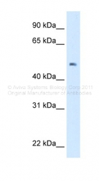 ARP47876_P050 - Homeotic protein labial