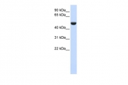 ARP48127_P050 - CD36