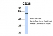 ARP48127_P050 - CD36