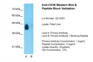 ARP48127_P050 - CD36