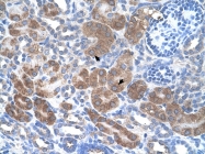 ARP48129_P050 - CD36