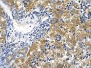 ARP48129_P050 - CD36