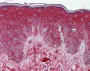 ARP48199_P050 - Decorin