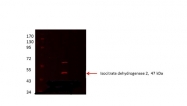 ARP48207_P050 - Isocitrate dehydrogenase / IDH2