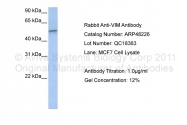 ARP48226_P050 - Vimentin