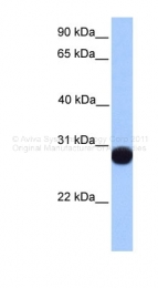 ARP48268_P050 - Peroxiredoxin-6 / PRDX6