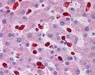 ARP48281_P050 - Peroxiredoxin-2 / PRDX2