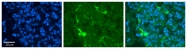 ARP48281_P050 - Peroxiredoxin-2 / PRDX2