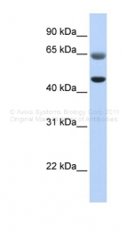 ARP48402_P050 - FAM113A