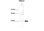 ARP48454_P050 - Peroxiredoxin-1 / PRDX1