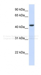 ARP48627_P050 - DNMT2 / TRDMT1