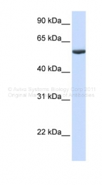 ARP48833_P050 - PHF10