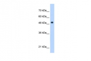 ARP48936_P050 - PNPLA3 / ADPN