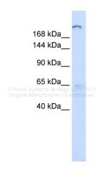 ARP49516_P050 - ATP10D