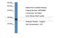 ARP49668_P050 - CCDC90A