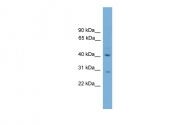 ARP49777_P050 - Brain link protein 2 / BRAL2