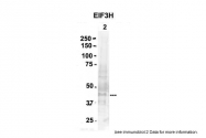 ARP50491_P050 - EIF3H / EIF3S3
