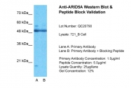 ARP50911_P050 - ARID5A / MRF1