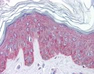 ARP51170_P050 - Interleukin-33 (IL33)