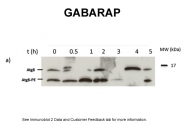 ARP51266_P050 - GABARAP