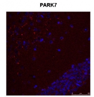 ARP51267_P050 - DJ-1 / PARK7