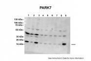 ARP51267_P050 - DJ-1 / PARK7
