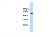 ARP51279_P050 - FZR1 / CDH1