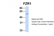 ARP51279_P050 - FZR1 / CDH1