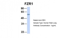 ARP51279_P050 - FZR1 / CDH1