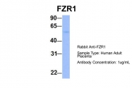 ARP51279_P050 - FZR1 / CDH1