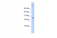 ARP51641_P050 - ARID5A / MRF1