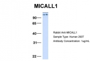 ARP51692_P050 - MICAL-like protein 1