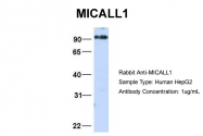 ARP51692_P050 - MICAL-like protein 1