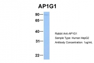 ARP51923_P050 - AP1 complex subunit gamma-1 / AP1G1