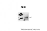 ARP52021_P050 - CLK1