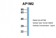 ARP52081_P050 - AP1 complex subunit mu-2 / AP1M2