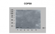 ARP52242_P050 - COPS8